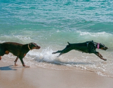 Black Female Doberman Pinscher