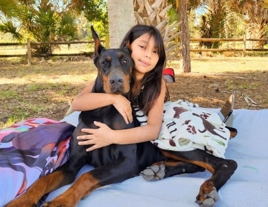 Black Female Doberman Pinscher