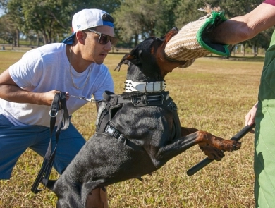 Black Female Doberman Pinscher