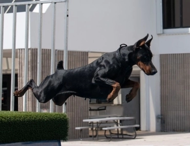 Black Female Doberman Pinscher