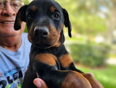 Black Female Doberman Pinscher