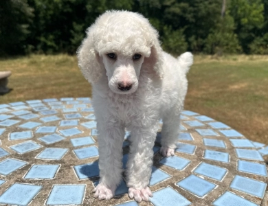 Avery  Standard Poodle