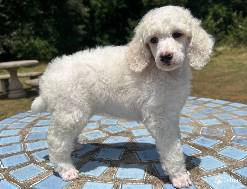 Avery  Standard Poodle