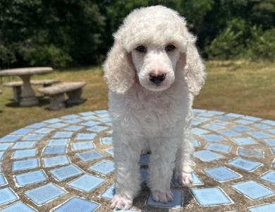 Avery  Standard Poodle