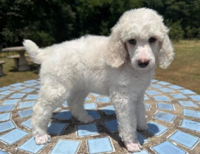 Avery  Standard Poodle