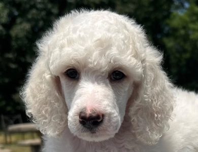 Avery  Standard Poodle