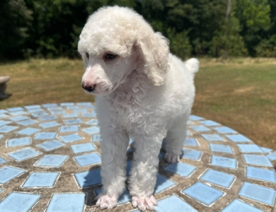 Avery  Standard Poodle