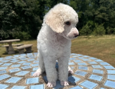 Avery  Standard Poodle