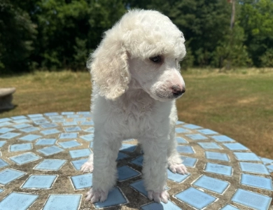 Avery  Standard Poodle