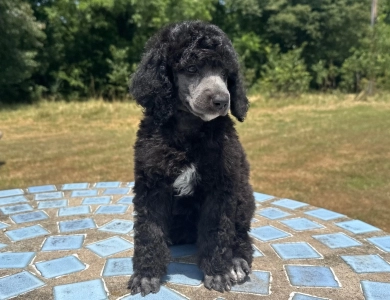 Autumn  Standard Poodle