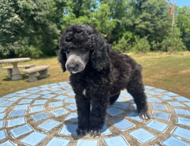 Autumn  Standard Poodle