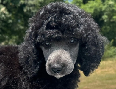 Autumn  Standard Poodle