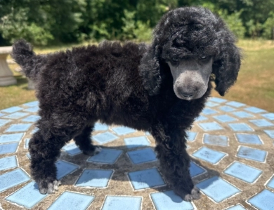 Autumn  Standard Poodle