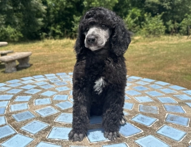 Autumn  Standard Poodle