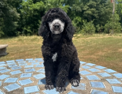 Autumn  Standard Poodle