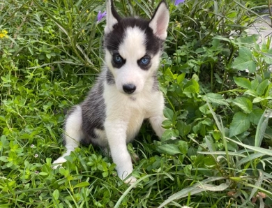 Solid white male Husky 