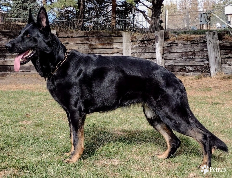 Dragon von Haus Hudak German Shepherd