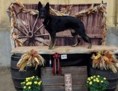 Dragon von Haus Hudak German Shepherd