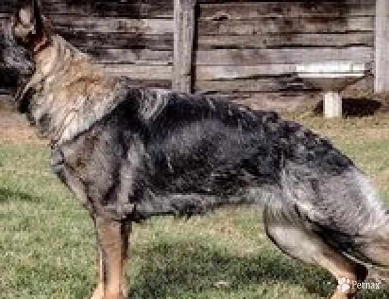 Rizz von der Traumwolfen German Shepherd