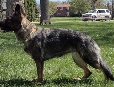 Rizz von der Traumwolfen German Shepherd