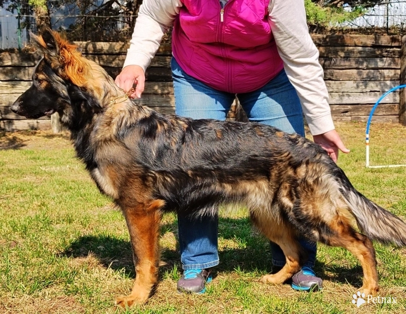 Vista von der Traumwolfen German Shepherd