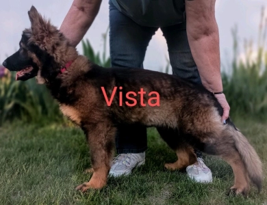 Vista von der Traumwolfen German Shepherd