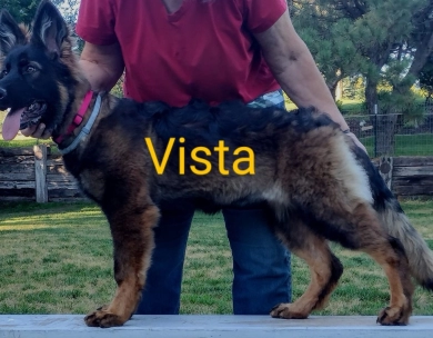 Vista von der Traumwolfen German Shepherd