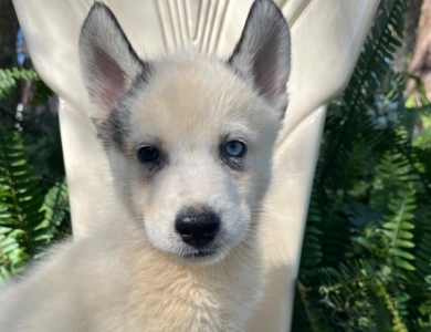 Simba  Siberian Husky