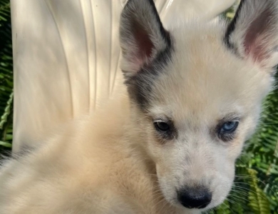 Simba  Siberian Husky