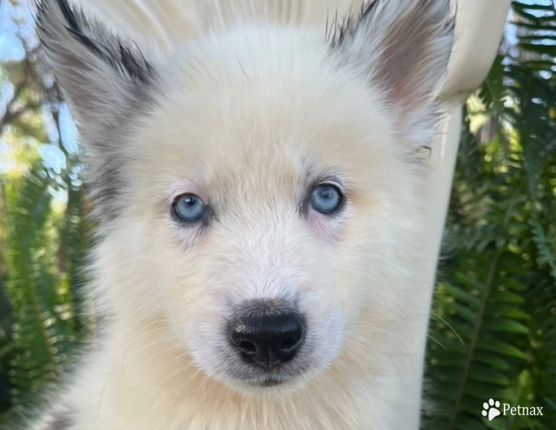 Fluffy  Siberian Husky