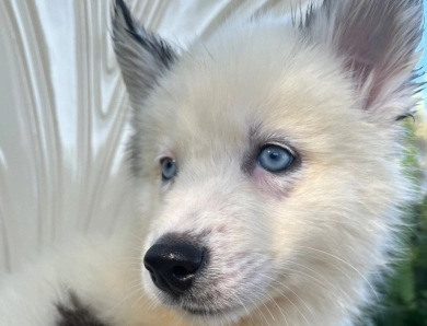 Fluffy  Siberian Husky