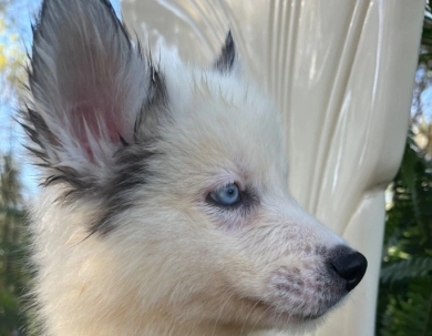 Fluffy  Siberian Husky