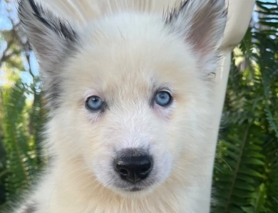 Fluffy  Siberian Husky