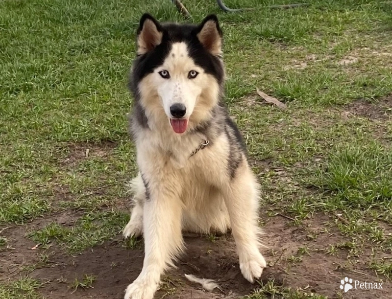 Amadeus  Siberian Husky