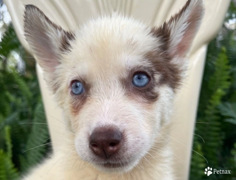 Red female Siberian Husky