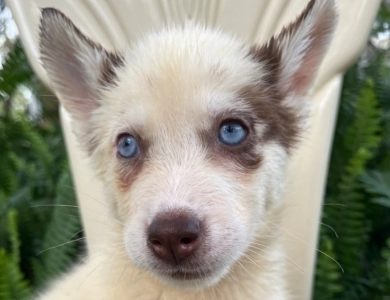 Red female Siberian Husky