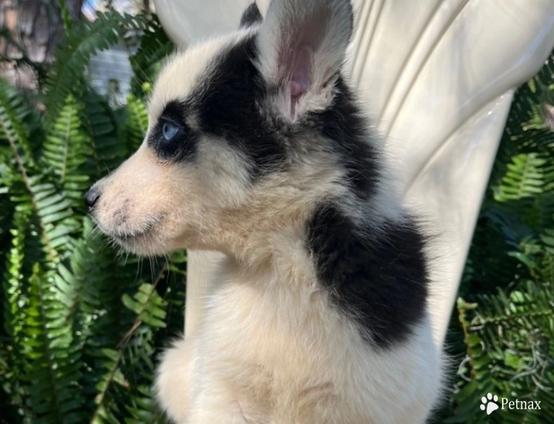 Black white female  Siberian Husky