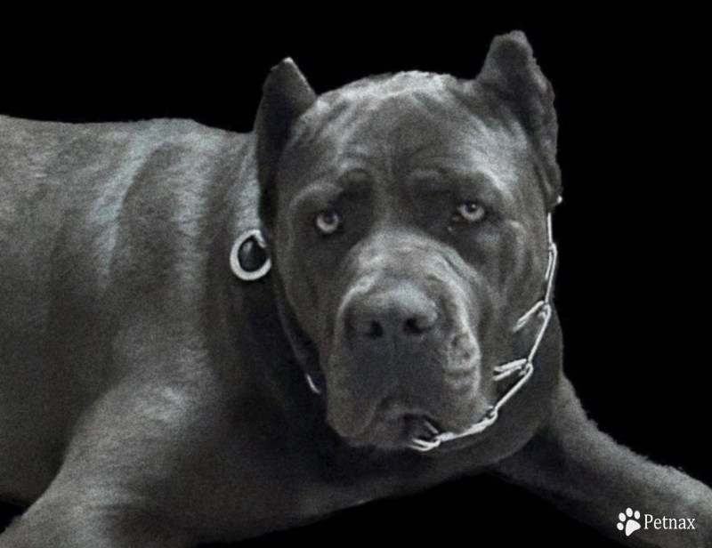 Medusa  Cane Corso