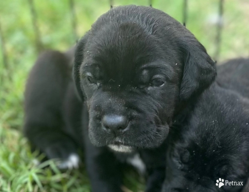 Female  Cane Corso