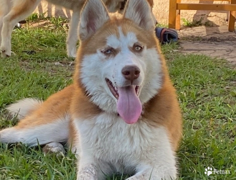 Ashufte  Siberian Husky