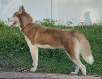 Ashufte  Siberian Husky