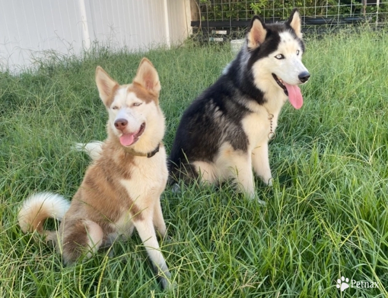 Arizona Siberian Husky