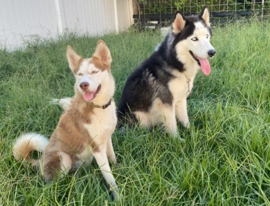 Arizona Siberian Husky