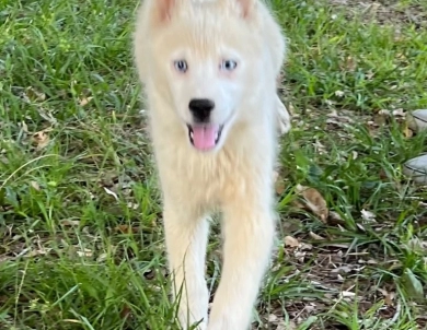 Snow  Siberian Husky