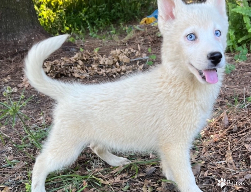 Snow  Siberian Husky