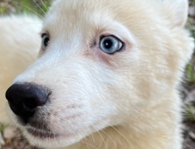 Snow  Siberian Husky