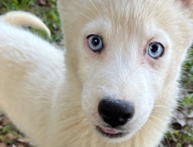 Snow  Siberian Husky