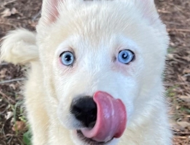 Snow  Siberian Husky