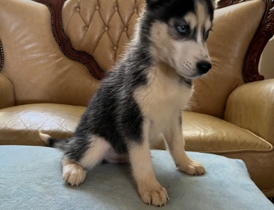 Shadow Siberian Husky