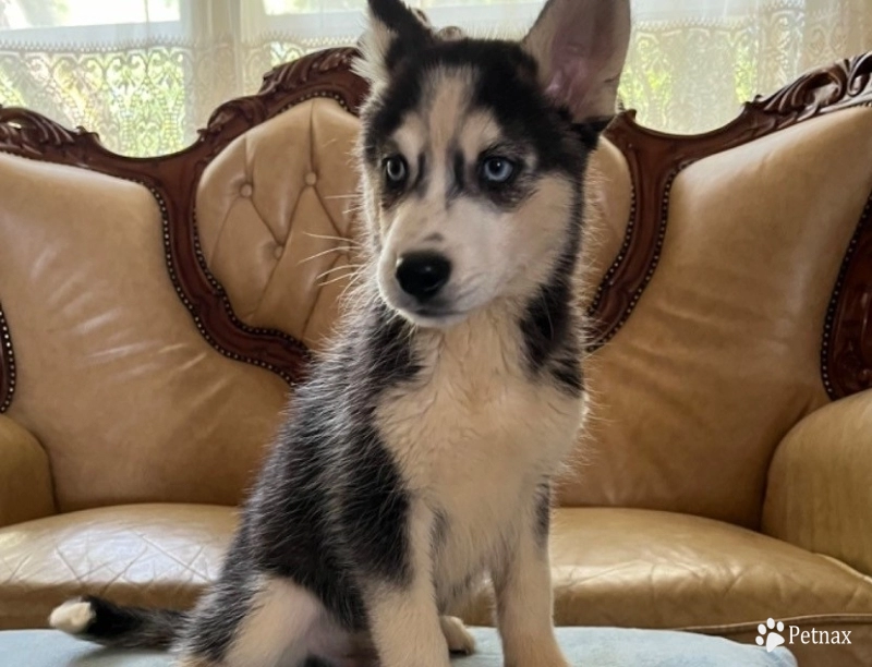 Shadow Siberian Husky